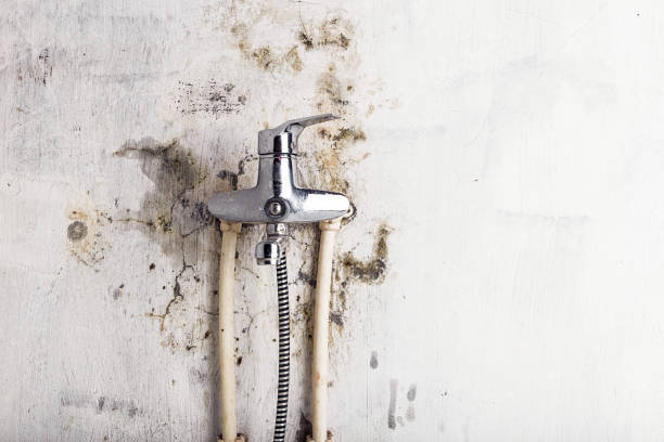 Best Mold Remediation  in Kenova, WV
