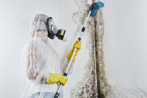 Crawl Space Mold Removal in Kenova, WV