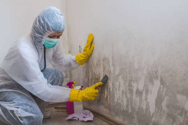 Best Mold Cleaning Services  in Kenova, WV