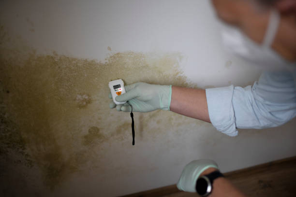 Best Best Mold Removal Companies  in Kenova, WV