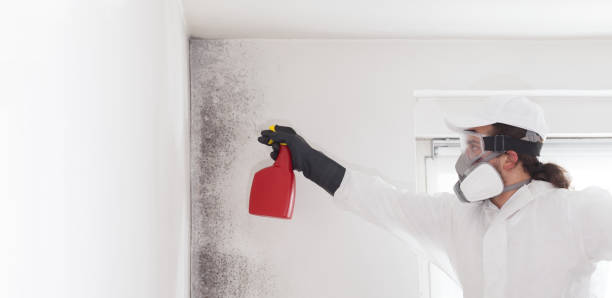 Best Affordable Mold Removal  in Kenova, WV