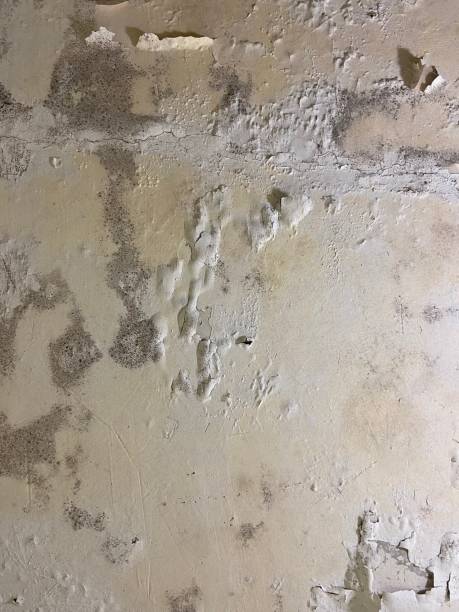 Best Commercial Mold Removal  in Kenova, WV