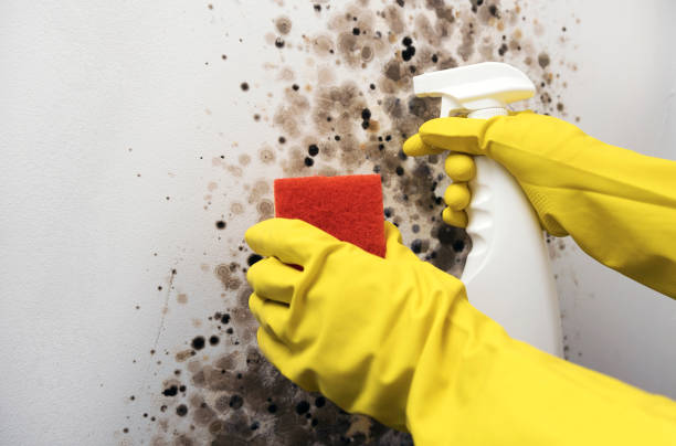 Best Same-Day Mold Removal  in Kenova, WV
