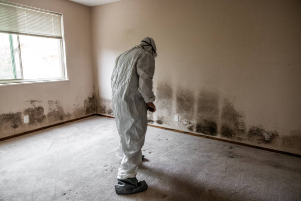 Best Office Mold Removal Services  in Kenova, WV