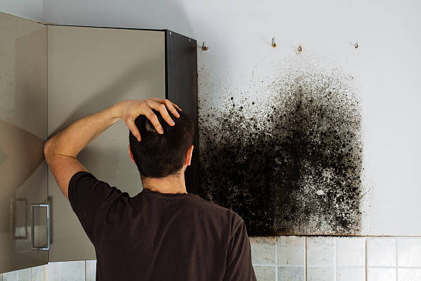 Best Crawl Space Mold Removal  in Kenova, WV