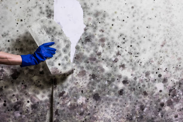 Best Professional Mold Removal  in Kenova, WV