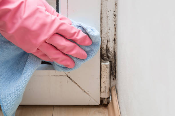 Best Affordable Mold Removal  in Kenova, WV