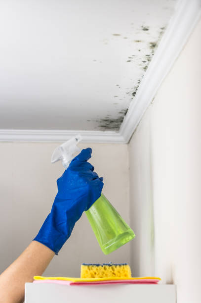Best Toxic Mold Removal  in Kenova, WV